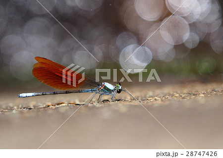 ニホンカワトンボ（橙色翅型・オス） 28747426