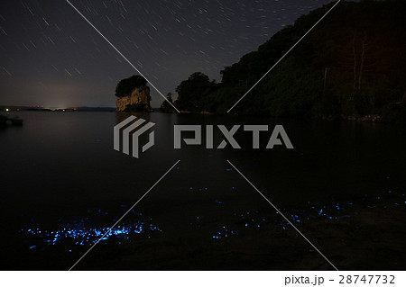 ウミホタル 28747732