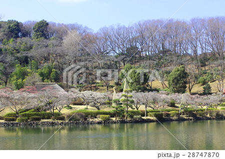 薬師池公園の梅園 薬師池公園の梅園 28747870