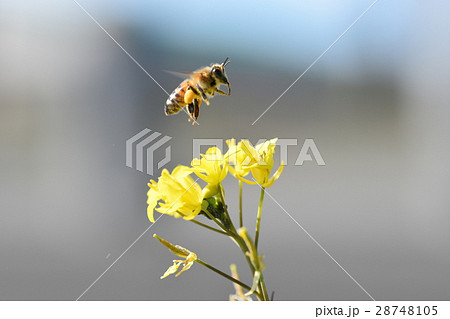 菜の花とミツバチ　菜の花　ミツバチ　出水市　鹿児島県 28748105