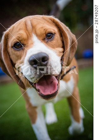 Beagle looking at camera Beagle looking at camera 28749207