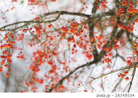 spindle or euonymus branch with fruits in winter 28749534