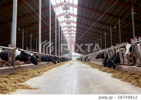 herd of cows eating hay in cowshed on dairy farm herd of cows eating hay in cowshed on dairy farm 28749812