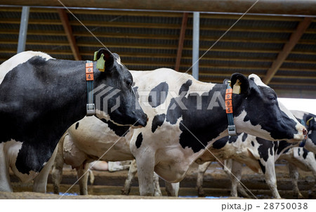 herd of cows in cowshed on dairy farm 28750038