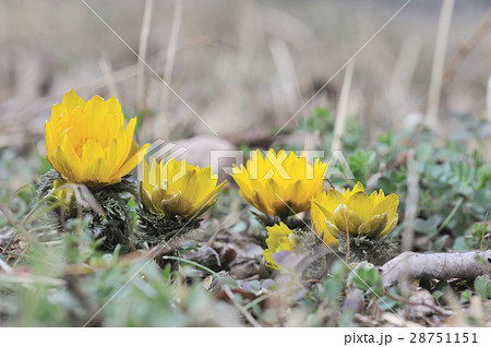 福寿草 福寿草 28751151