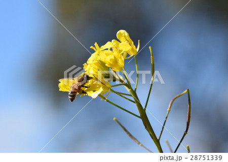 菜の花とミツバチ　菜の花　ミツバチ　みつばち　自然　栽培　蜂蜜　昆虫　黄色い花　春 28751339