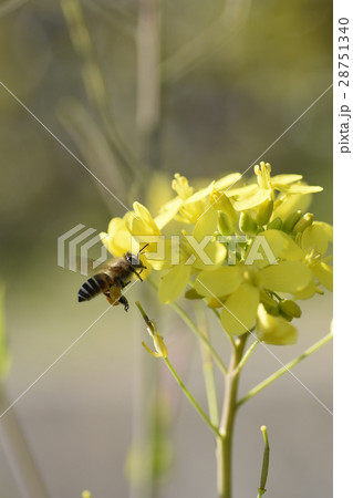 菜の花とミツバチ　菜の花　ミツバチ　みつばち　自然　栽培　蜂蜜　昆虫　黄色い花　春 28751340