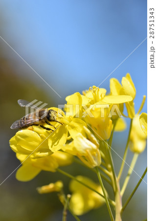菜の花とミツバチ 菜の花 ミツバチ みつばち 自然 栽培 蜂蜜 昆虫 黄色い花 春 菜の花とミツバチ 菜の花 ミツバチ みつばち 自然 栽培 蜂蜜 昆虫 黄色い花 春 28751343
