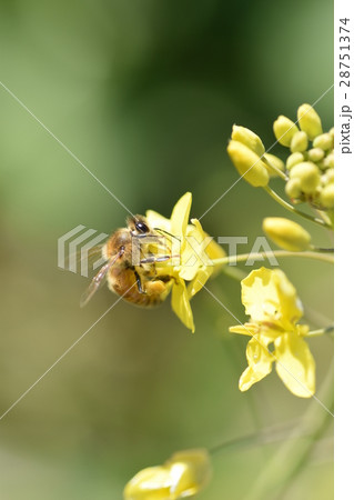 菜の花とミツバチ　菜の花　ミツバチ　みつばち　自然　栽培　蜂蜜　昆虫　黄色い花　春 28751374