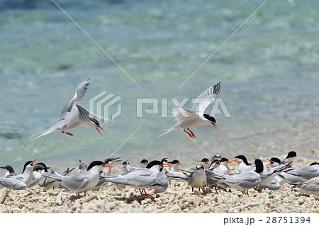 群れに戻るベニアジサシのペア 群れに戻るベニアジサシのペア 28751394