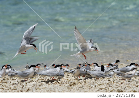 群れに戻るベニアジサシのペア 群れに戻るベニアジサシのペア 28751395