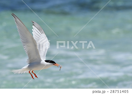 小イワシをくわえながら飛ぶベニアジサシ 28751405