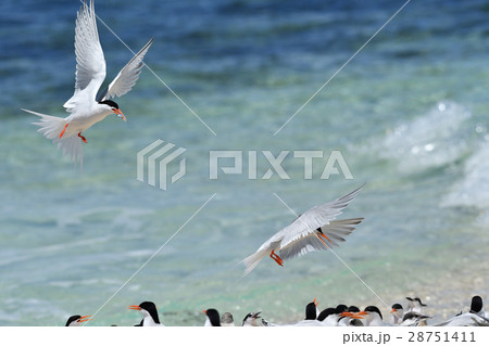 ベニアジサシ ベニアジサシ 28751411