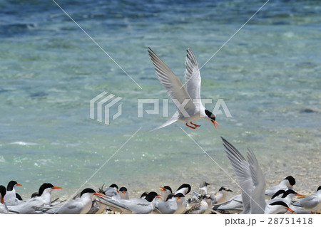 コロニーに戻るベニアジサシ コロニーに戻るベニアジサシ 28751418