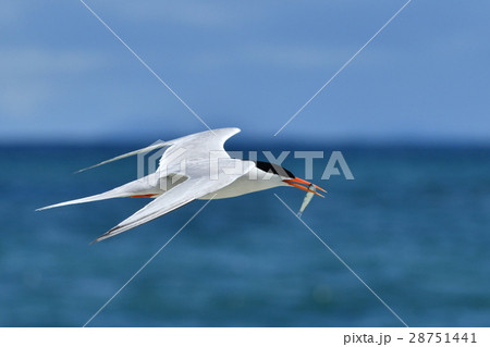 小イワシをくわえるベニアジサシ 小イワシをくわえるベニアジサシ 28751441