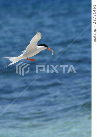 小イワシをとらえたベニアジサシ 28751461