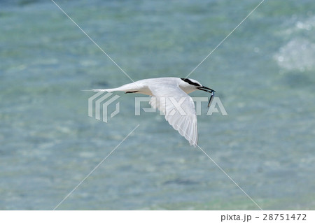 小魚を捕らえたエリグロアジサシ 28751472