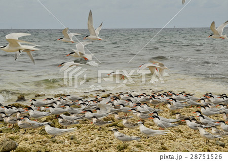 ベニアジサシ群れ ベニアジサシ群れ 28751526