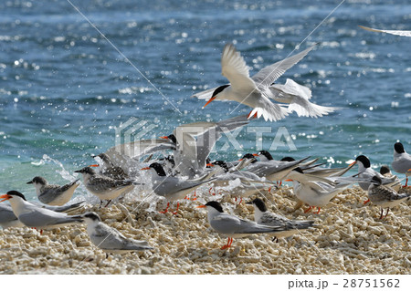 ベニアジサシの群れ 28751562