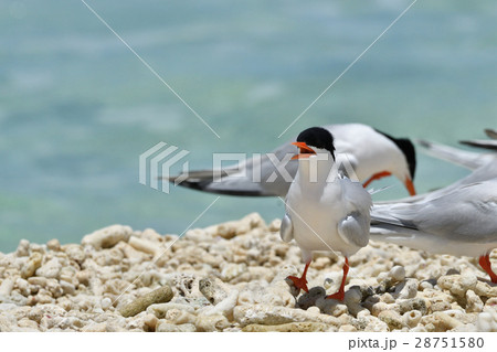 ベニアジサシ 28751580