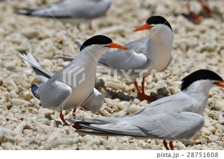 ベニアジサシ 28751608