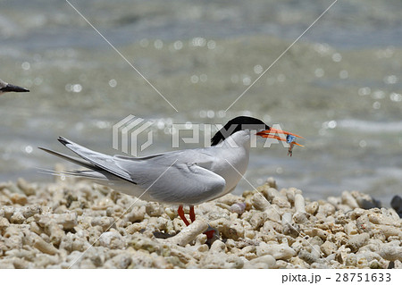 小魚をくわえるベニアジサシ 28751633