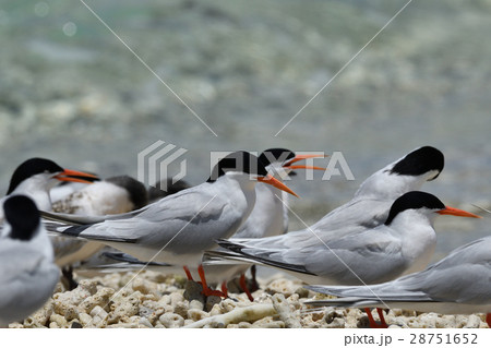 ベニアジサシ 28751652