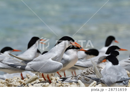 ベニアジサシ 28751659