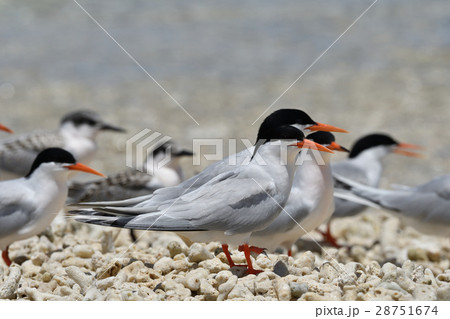 ベニアジサシ 28751674