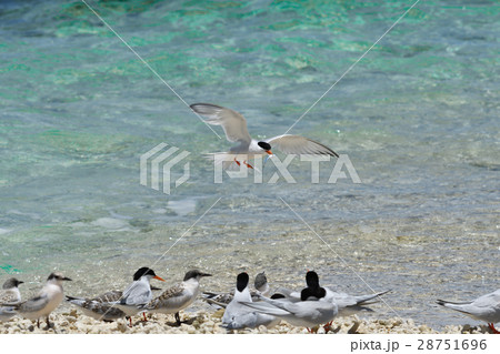 小魚をとって戻ってきたベニアジサシ 28751696