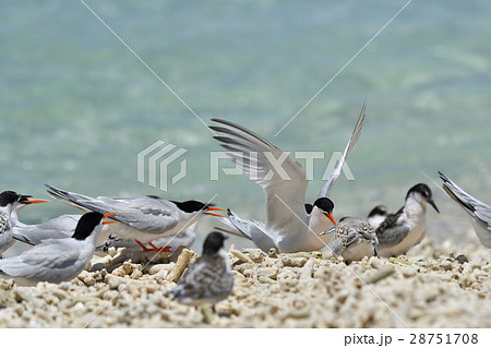 ベニアジサシのむれ 28751708