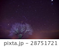 星空の一本桜 28751721