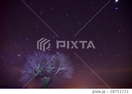 星空の一本桜 星空の一本桜 28751721