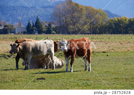 Highland cattle at the farm look at camera 28752628