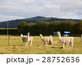 Four alpacas relaxing at the farm 28752636