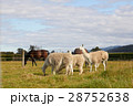 Alpacas and horses at the farm with sky & mountain 28752638