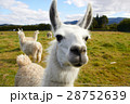 Alpaca at the farm 28752639