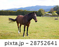Horse standing alone at the farm 28752641