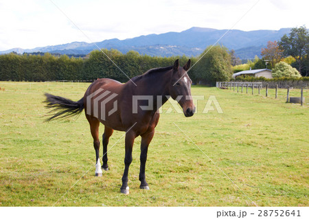 Horse standing alone at the farm 28752641