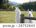 Alpaca looking at camera 28752643