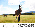 Horse walking towards camera 28752645