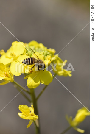 菜の花とミツバチ 菜の花 ミツバチ みつばち 自然 栽培 蜂蜜 昆虫 黄色い花 春 菜の花とミツバチ 菜の花 ミツバチ みつばち 自然 栽培 蜂蜜 昆虫 黄色い花 春 28752984