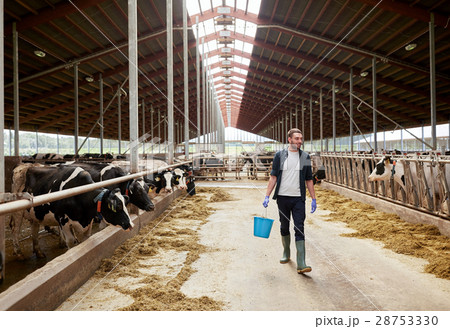cows and man with bucket of hay walking at farm 28753330