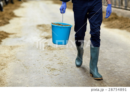 man with bucket of hay in cowshed on dairy farm 28754891