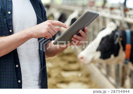 man with tablet pc and cows on dairy farm man with tablet pc and cows on dairy farm 28754944