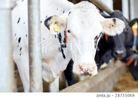 herd of cows in cowshed on dairy farm herd of cows in cowshed on dairy farm 28755069