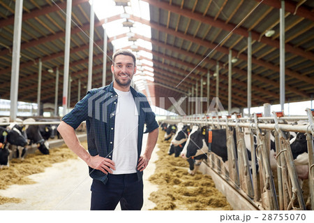 man or farmer with cows in cowshed on dairy farm man or farmer with cows in cowshed on dairy farm 28755070