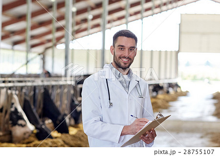 veterinarian with cows in cowshed on dairy farm 28755107