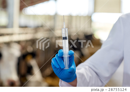 veterinarian hand with vaccine in syringe on farm 28755124