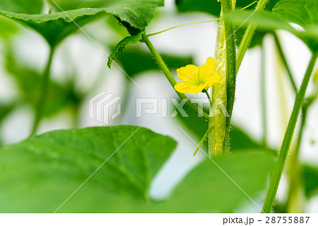 Japanese melons Japanese melons 28755887